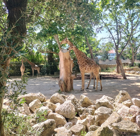 VisitaZoo_GB-10
