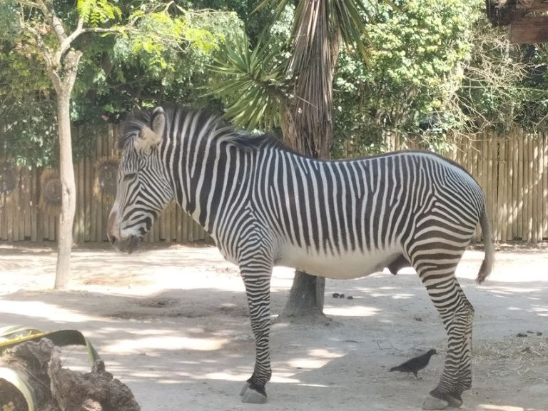 VisitaZoo_GB-9
