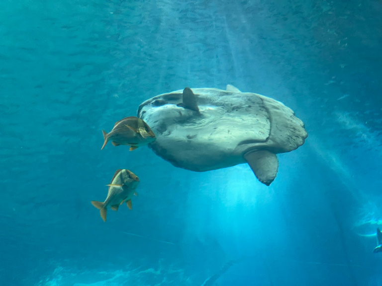 KidsDive3-4